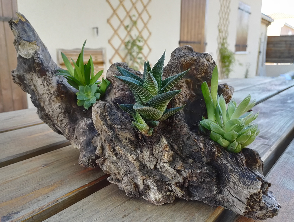 DIY : pot en bois pour plantes grasses